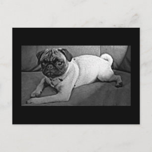 Cartão Postal Pug preto e branco