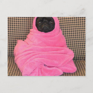 Cartão Postal Pug preto em uma cobertura cor-de-rosa