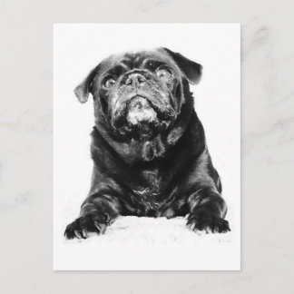 Cartão Postal Pug - Preto PUG Preto e Branco