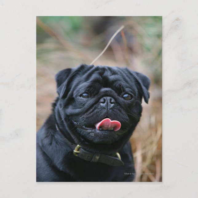 Cartão Postal Pug preto que arfa ao olhar a câmera (Frente)