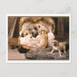 Cartão Postal Pug Puppies