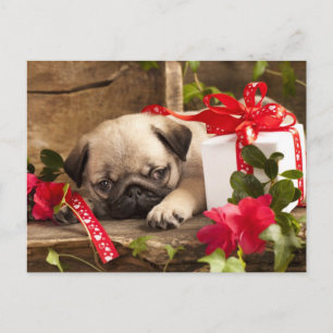 Cartão Postal Pug Puppy e caixa do presente
