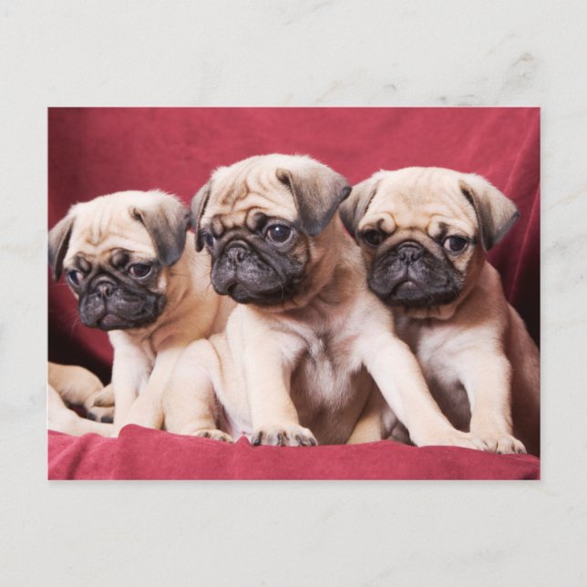 Cartão Postal Pug Triplets (Frente)