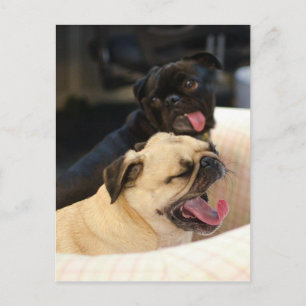 Cartão Postal Pug Yawn