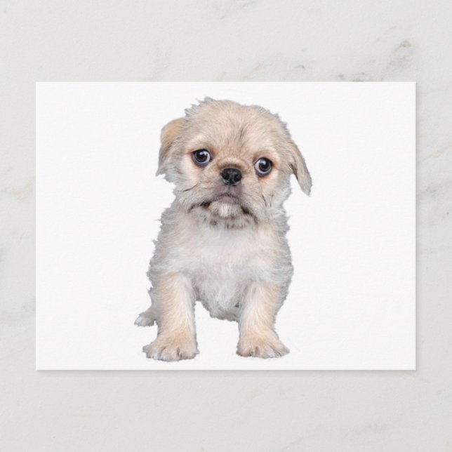 Cartão Postal Pug-Zu (Frente)