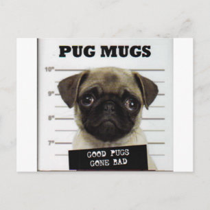 Cartão Postal Pugs