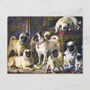 Cartão Postal Pugs de Drumpellier