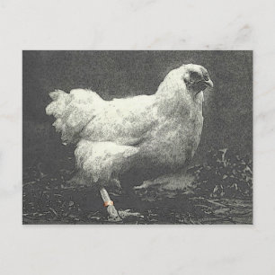 CARTÃO POSTAL PULA