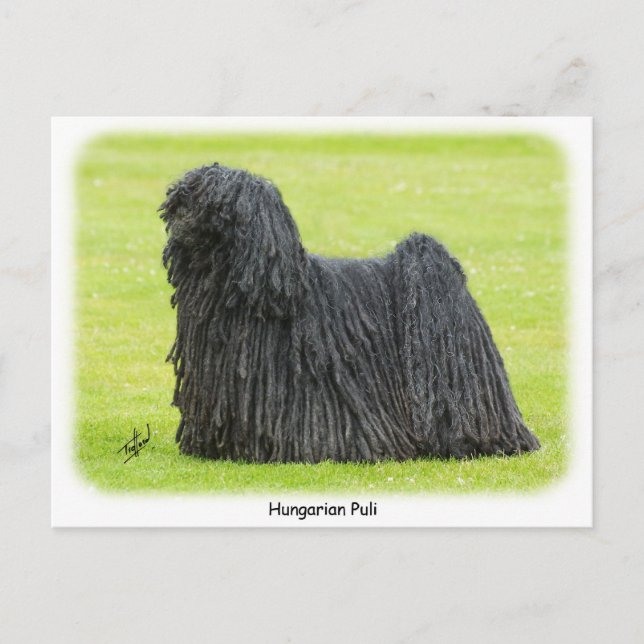 Cartão Postal Puli Húngaro 9R71D-101 (Frente)