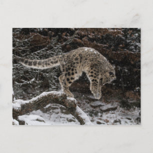 Cartão Postal Pulseira de Leopardo de Neve