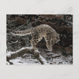 Cartão Postal Pulseira de Leopardo de Neve