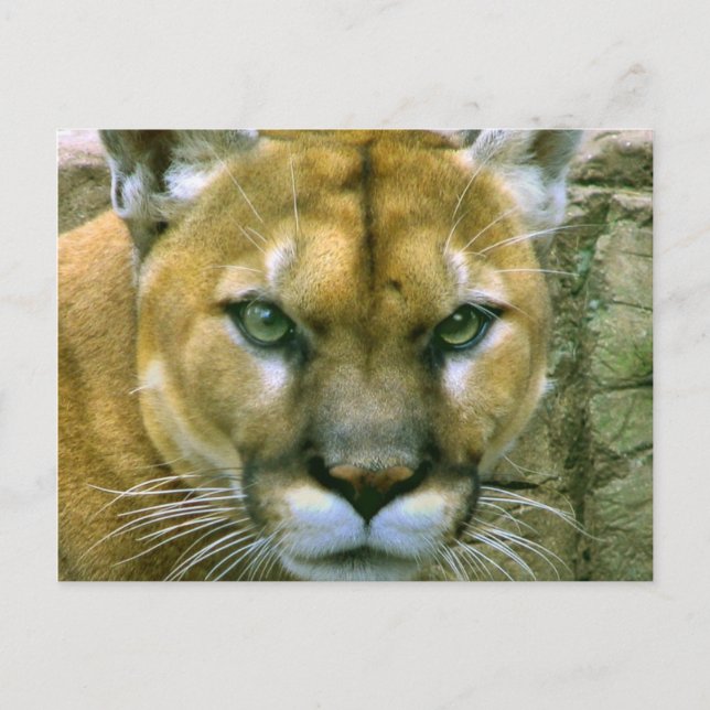 Cartão Postal Puma (Frente)