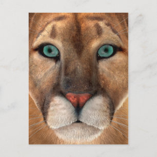 Cartão Postal Puma