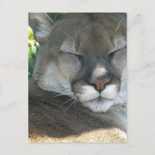 Cartão Postal Puma