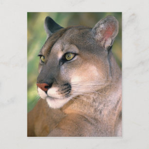 Cartão Postal Puma, Califórnia
