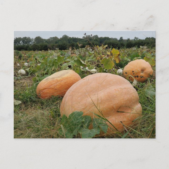Cartão Postal Pumpkin (Frente)