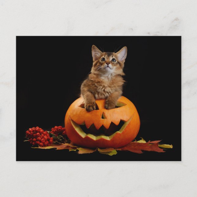 Cartão Postal Pumpkin Assustado Do Halloween E Kitten Somali (Frente)