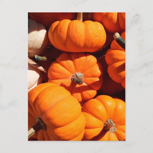 Cartão Postal Pumpkin halloween jack ou lanterna - abóboras lara (Frente)