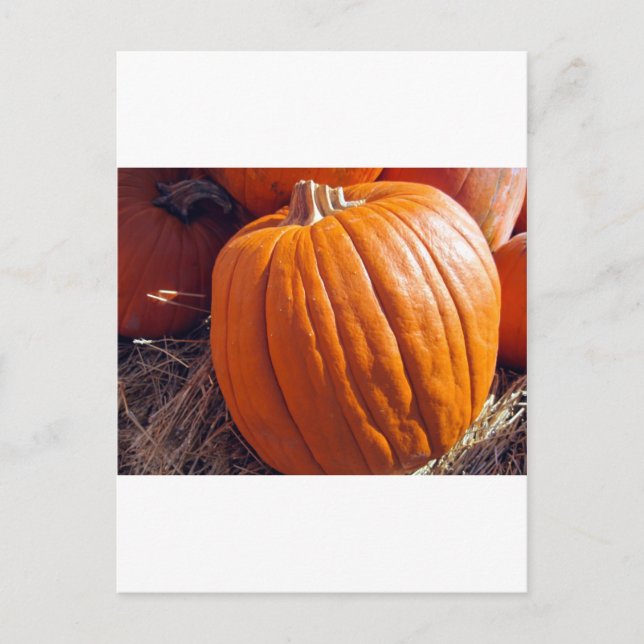 Cartão Postal Pumpkin Laranja (Frente)