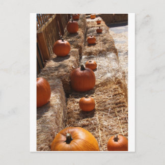Cartão Postal Pumpkin Patch