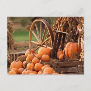 Cartão Postal Pumpkin Patch