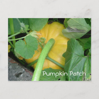 Cartão Postal Pumpkin Patch