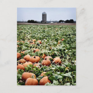 Cartão Postal Pumpkin Patch em Lawrence, KS