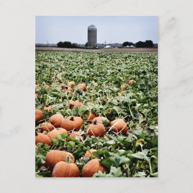 Cartão Postal Pumpkin Patch em Lawrence, KS (Frente)