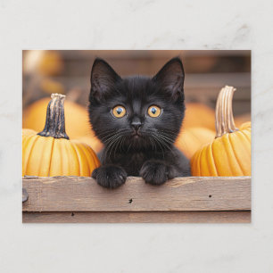 Cartão Postal Pumpkin Patch Kitten