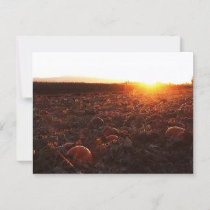 Cartão Postal Pumpkin Patch Sunset B