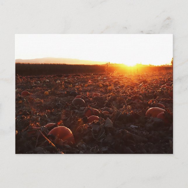 Cartão Postal Pumpkin Patch Sunset B (Frente)