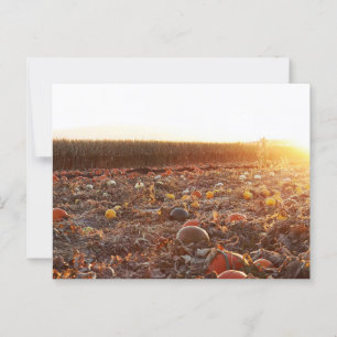 Cartão Postal Pumpkin Patch Sunset C