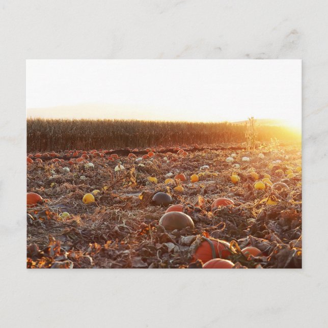 Cartão Postal Pumpkin Patch Sunset C (Frente)