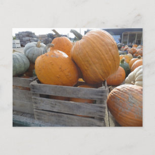 Cartão Postal Pumpkin Pile