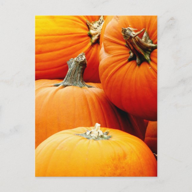 Cartão Postal Pumpkin Pile (Frente)