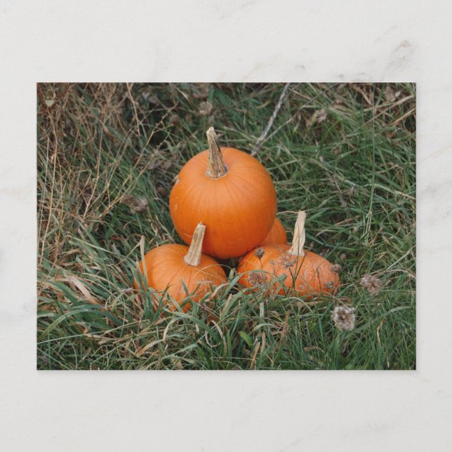 Cartão Postal Pumpkins (Frente)
