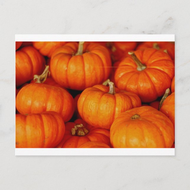 Cartão Postal Pumpkins (Frente)