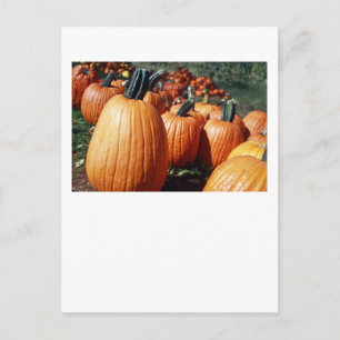 Cartão Postal Pumpkins