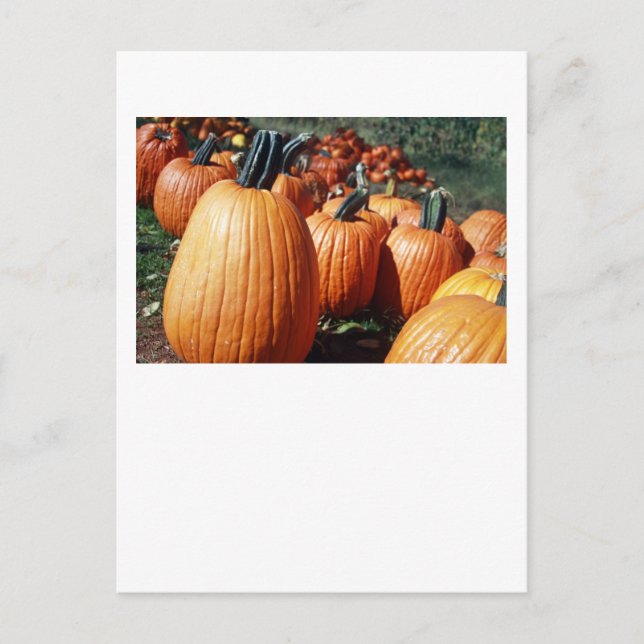 Cartão Postal Pumpkins (Frente)