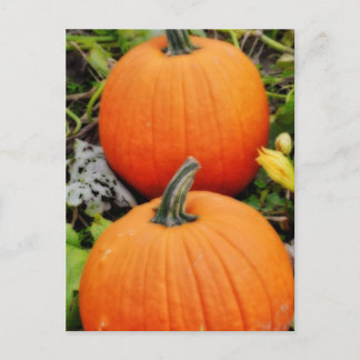 Cartão Postal Pumpkins