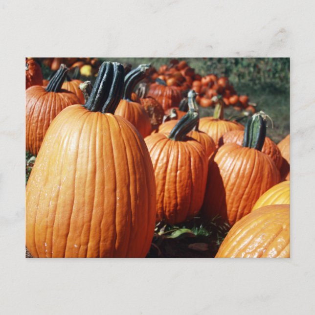 Cartão Postal Pumpkins (Frente)