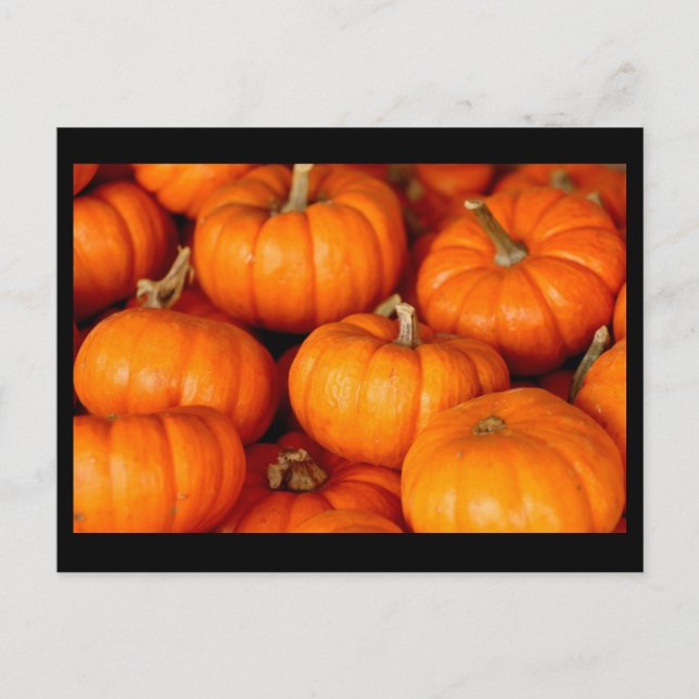 Cartão Postal Pumpkins (Frente)