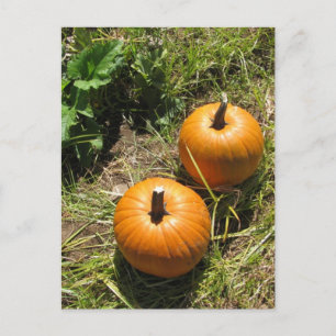 Cartão Postal Pumpkins