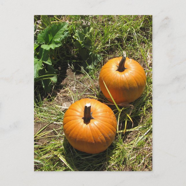 Cartão Postal Pumpkins (Frente)