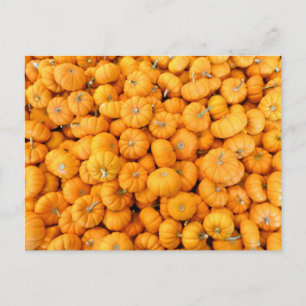 Cartão Postal Pumpkins de Colheita de Pequeno Laranja