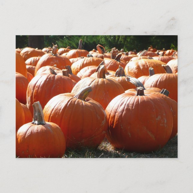Cartão Postal Pumpkins Foto para Queda, Dia das Bruxas ou Ação d (Frente)