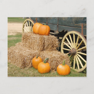 Cartão Postal Pumpkins para venda
