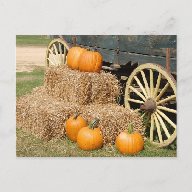 Cartão Postal Pumpkins para venda (Frente)