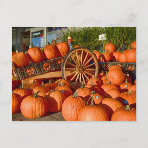Cartão Postal Pumpkins para venda