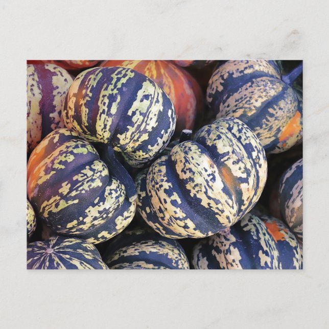 Cartão Postal Pumpkins Rustic Striped (Frente)